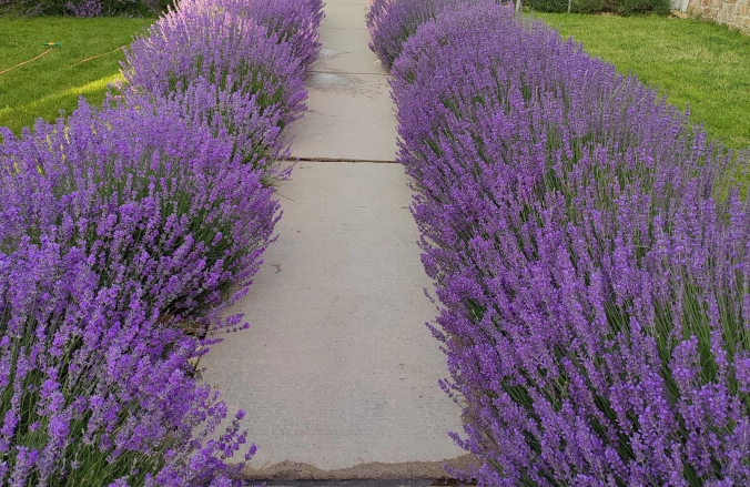 The Old Border Vama Veche